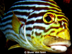 A little kiss on my sweet lips? by Bruno Van Saen 